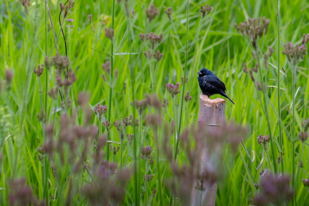 シコンヒワ - ML647188814