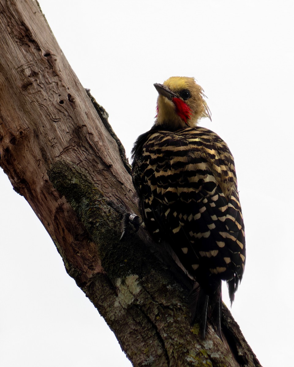 Белокурый дятел-гренадер - ML647188821