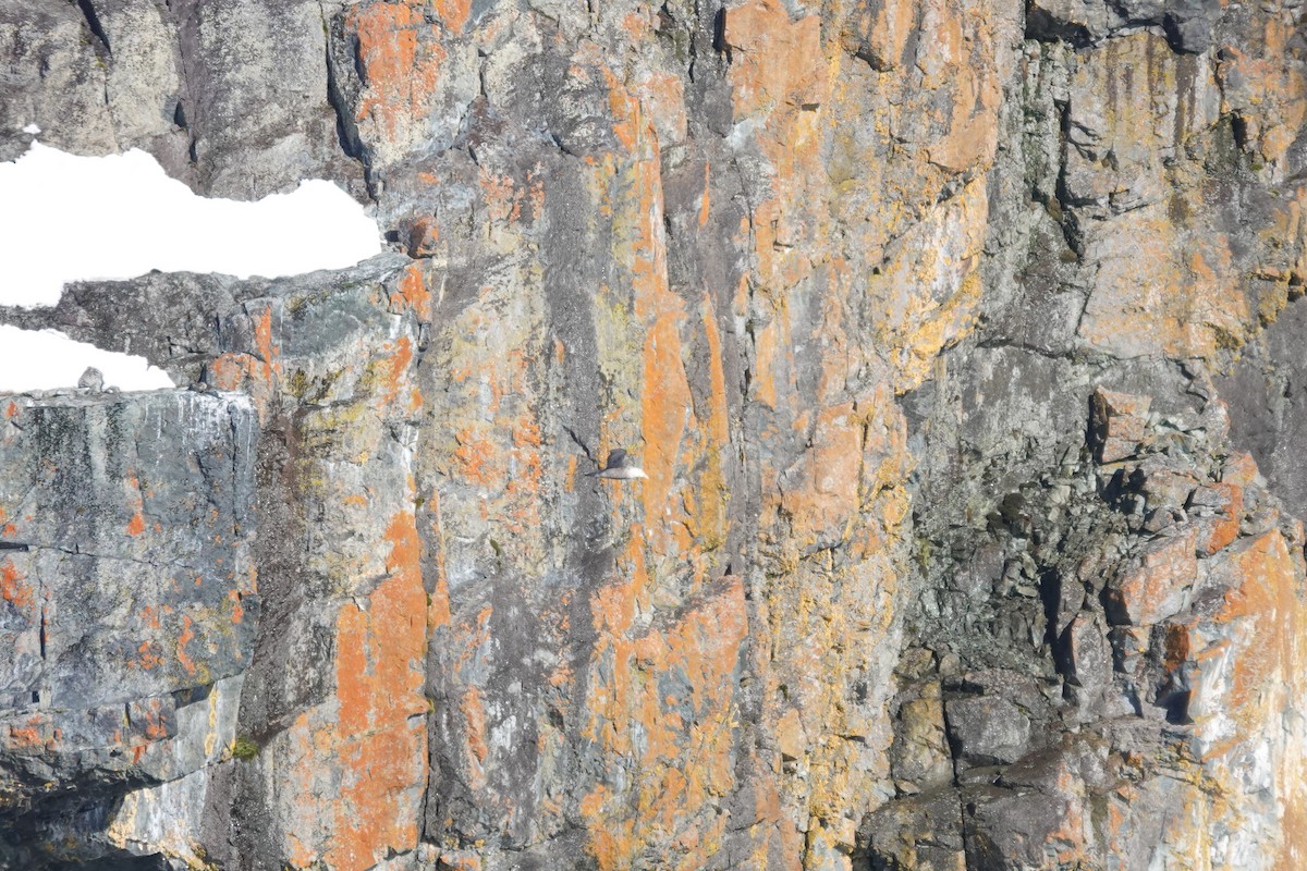 Southern Giant-Petrel - ML647188828