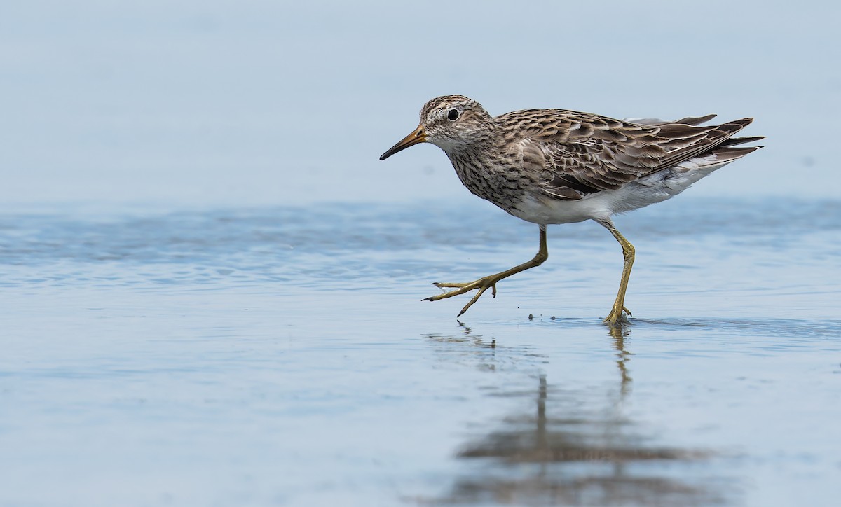 Pectoral Sandpiper - ML647188839