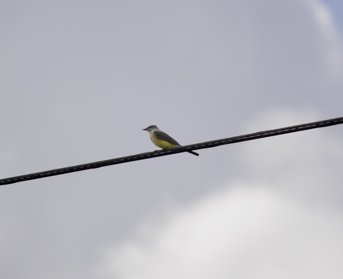 Western Kingbird - ML647188841