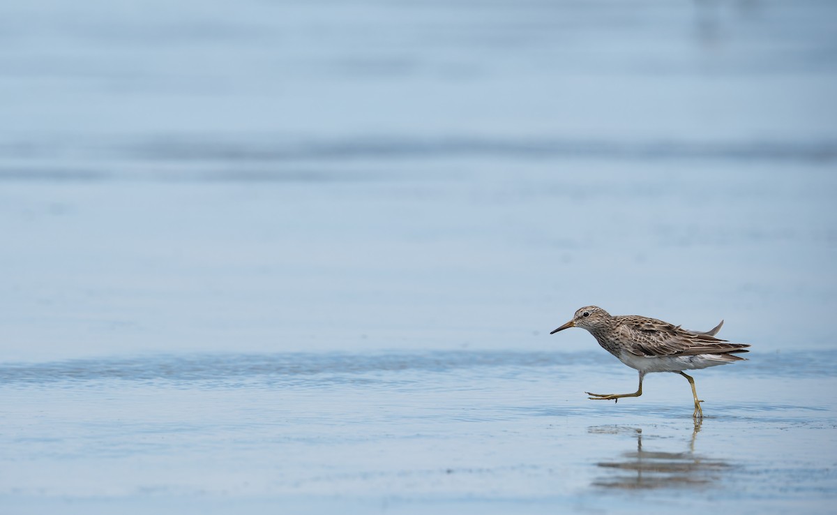 Pectoral Sandpiper - ML647188842