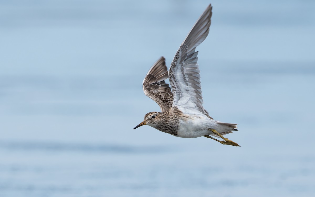 Pectoral Sandpiper - ML647188845