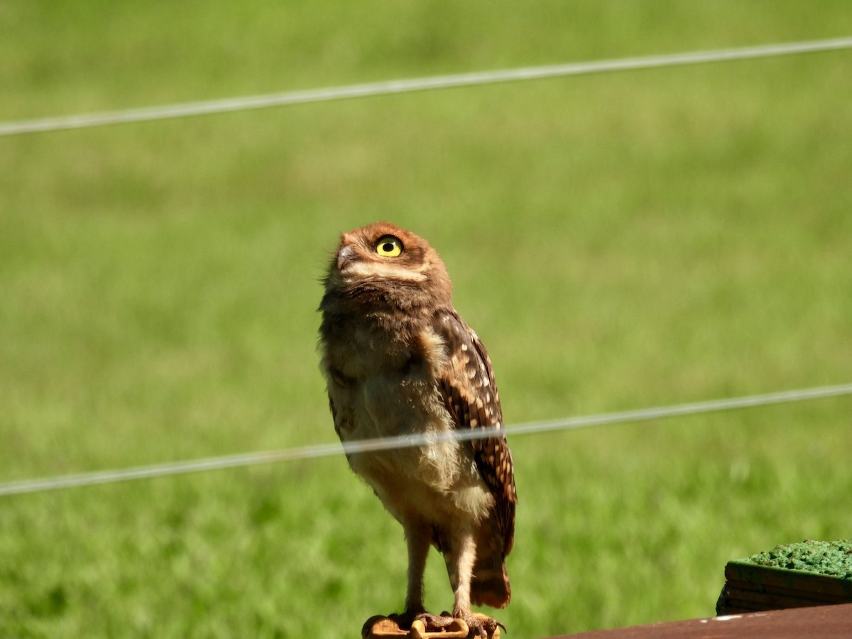 Burrowing Owl - ML647188851