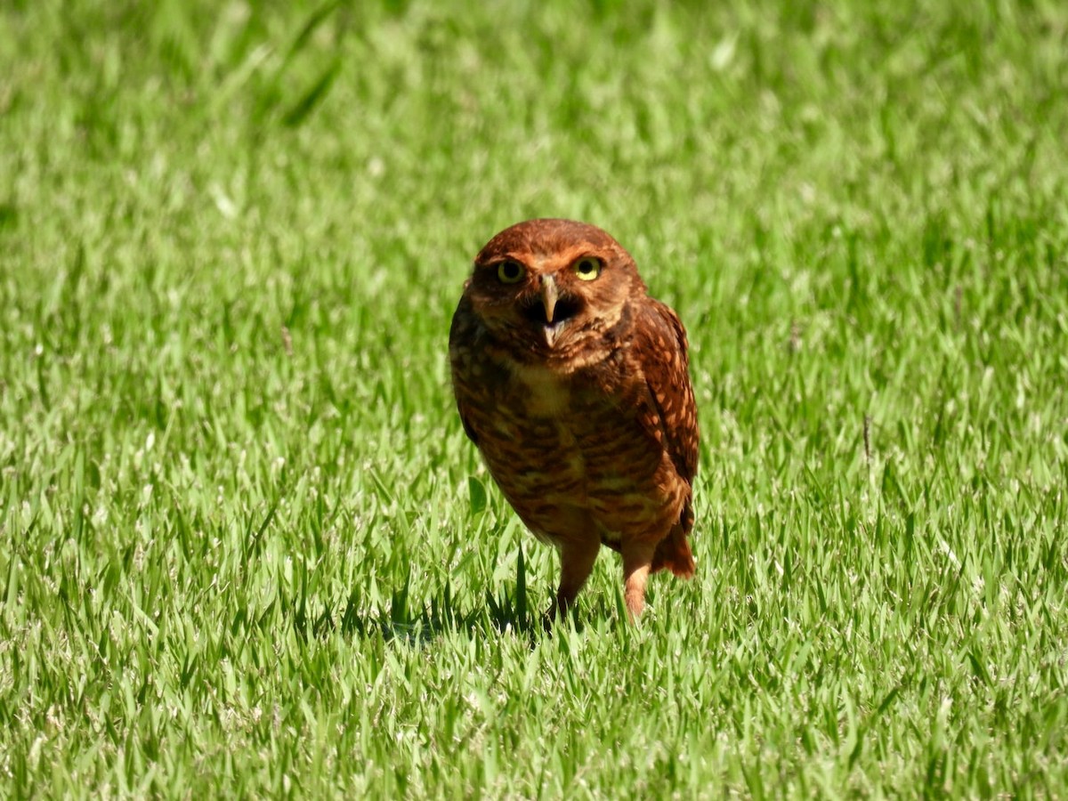 Burrowing Owl - ML647188852