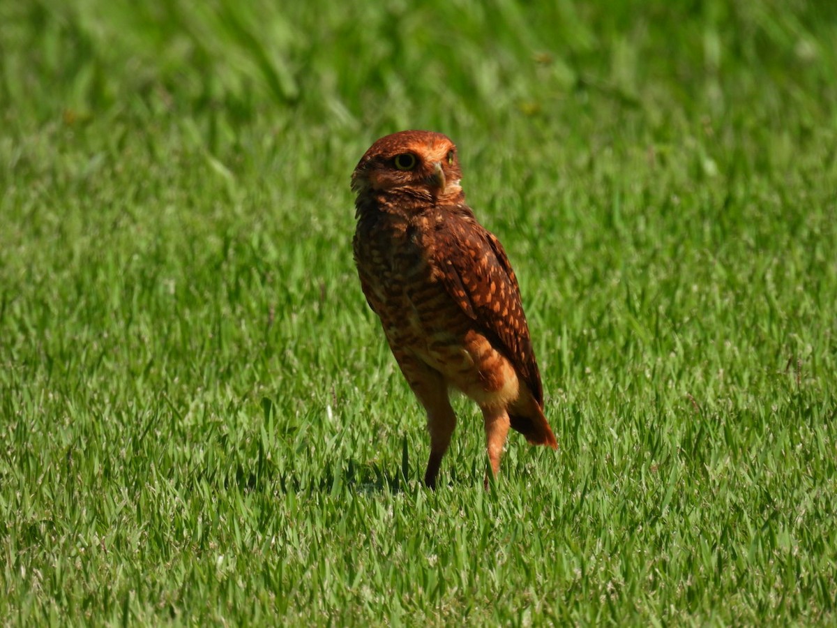 Burrowing Owl - ML647188853