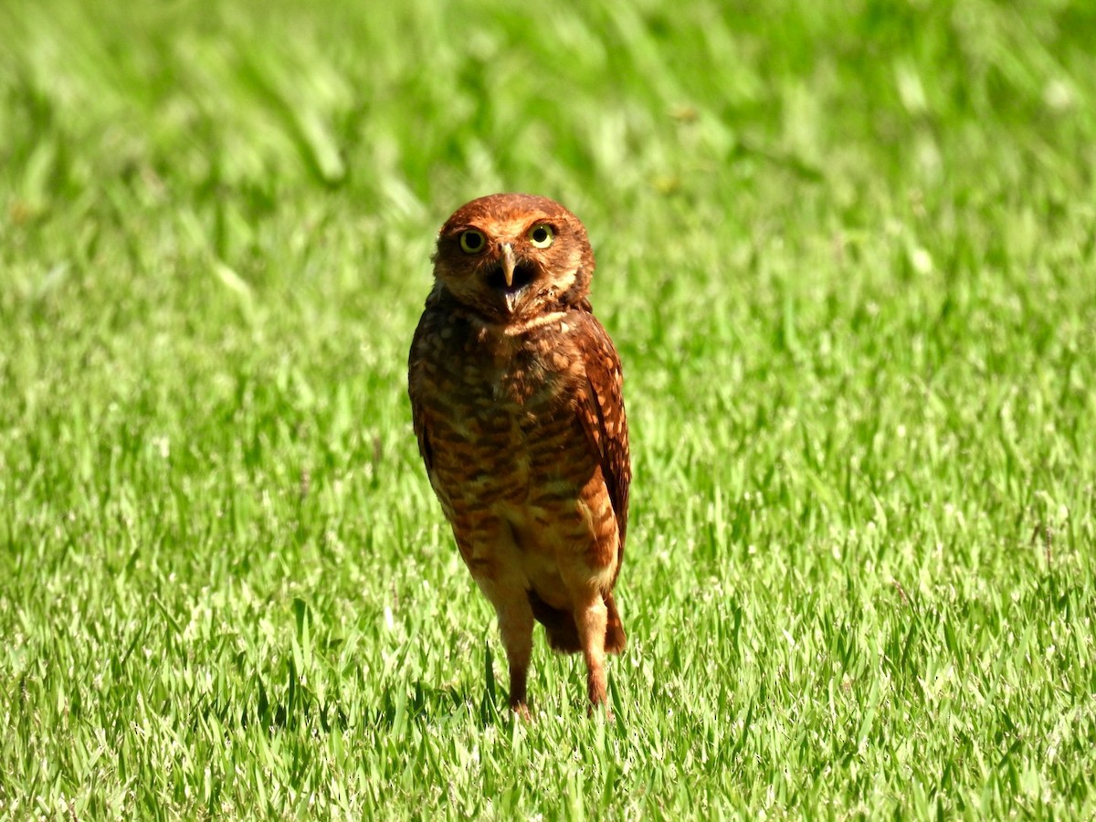 Burrowing Owl - ML647188854