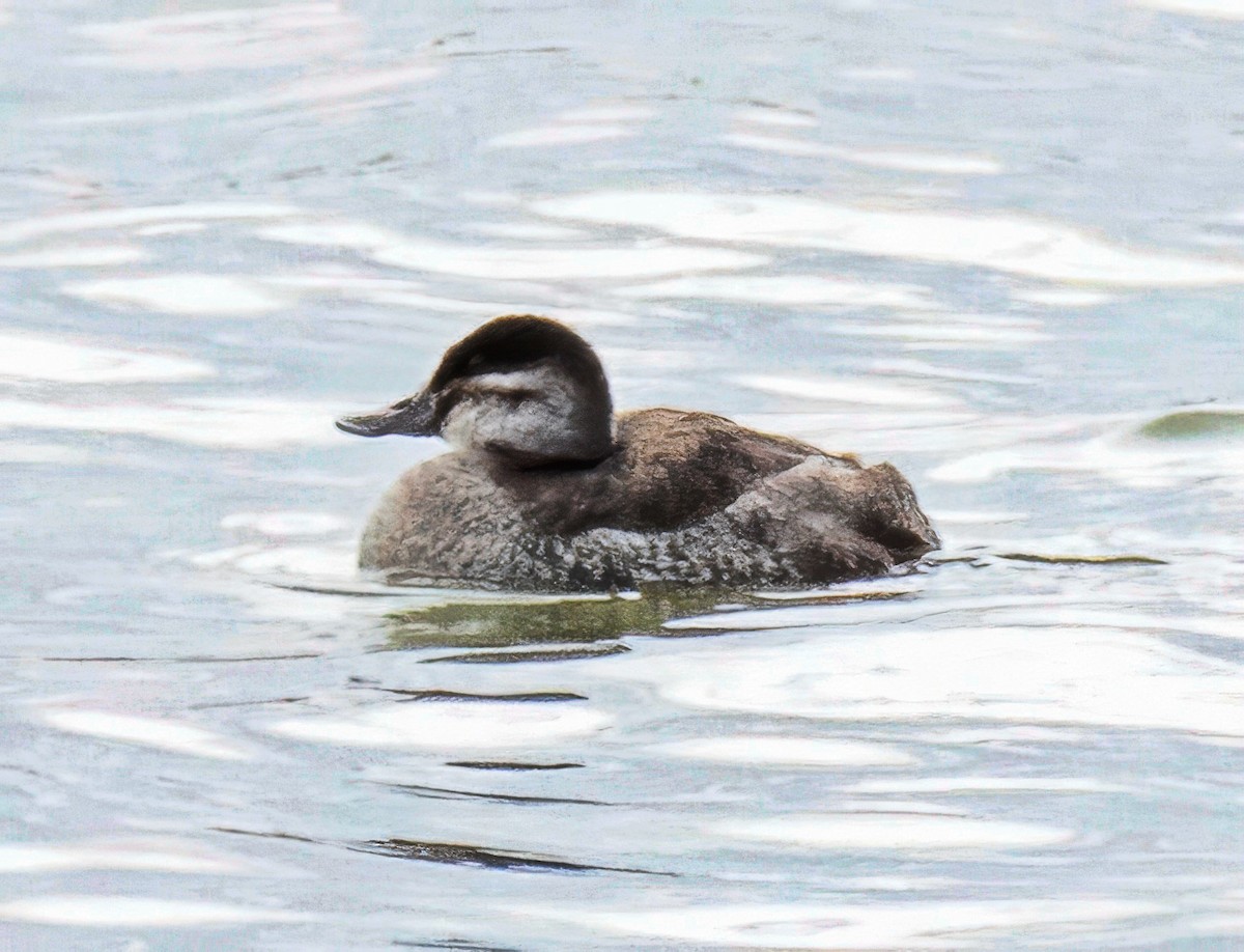 Савка американська - ML647188857