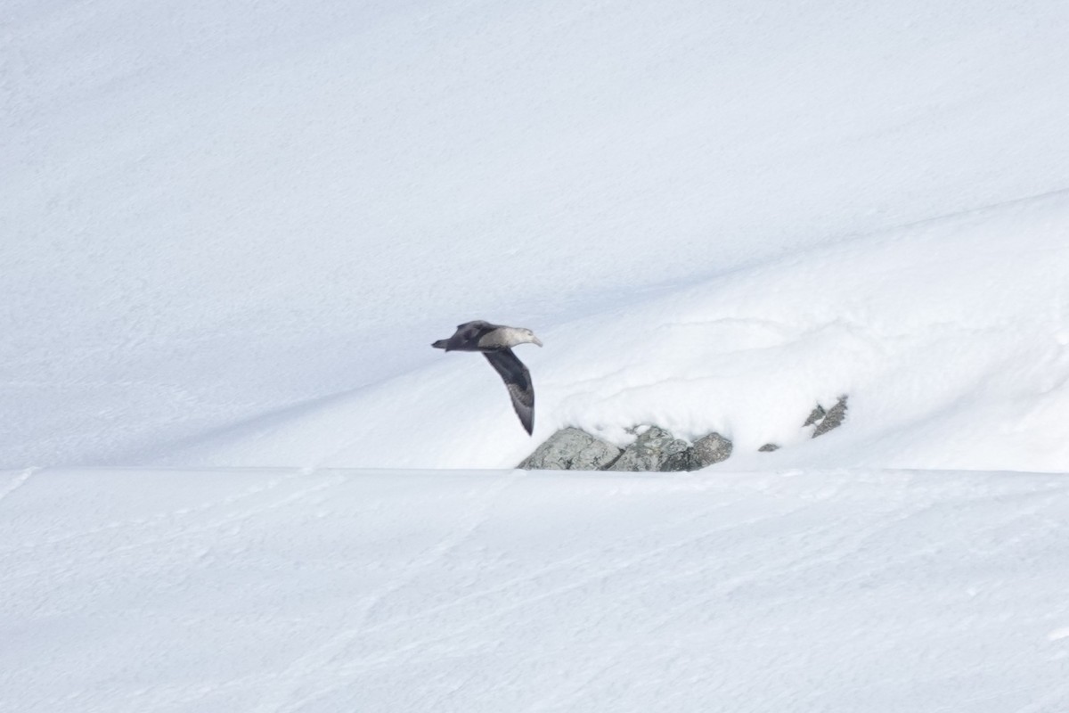 Southern Giant-Petrel - ML647188871