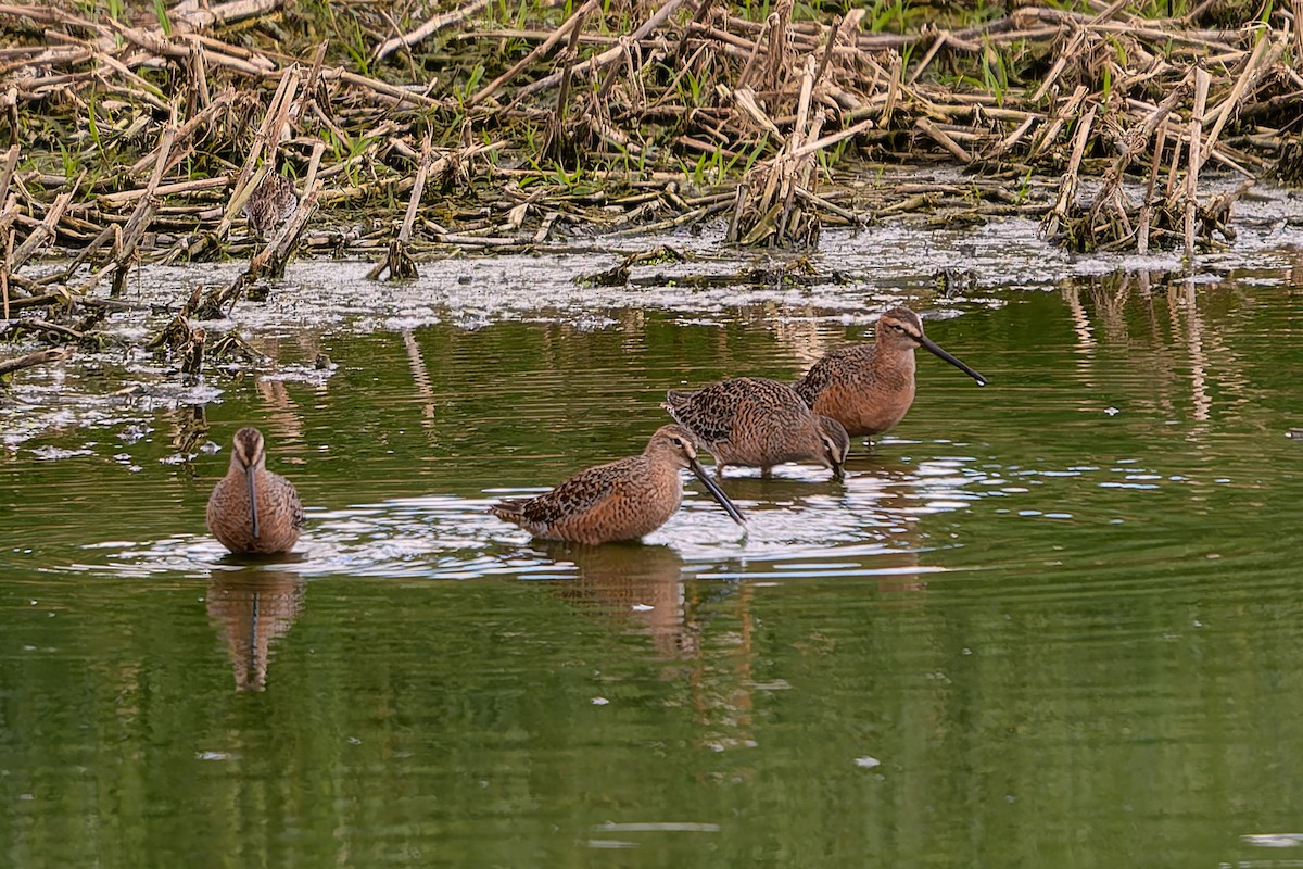 Long-billed Dowitcher - ML647188888