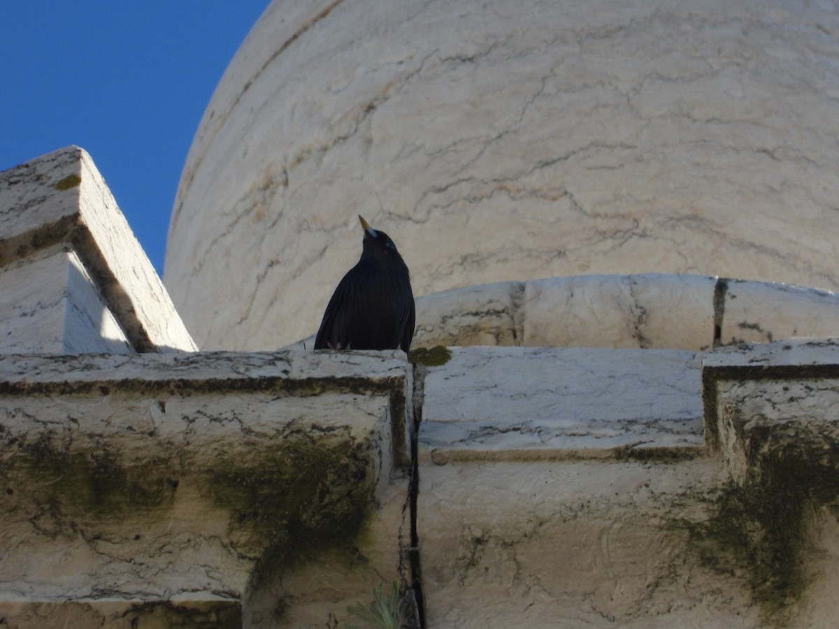 Étourneau unicolore - ML647188892