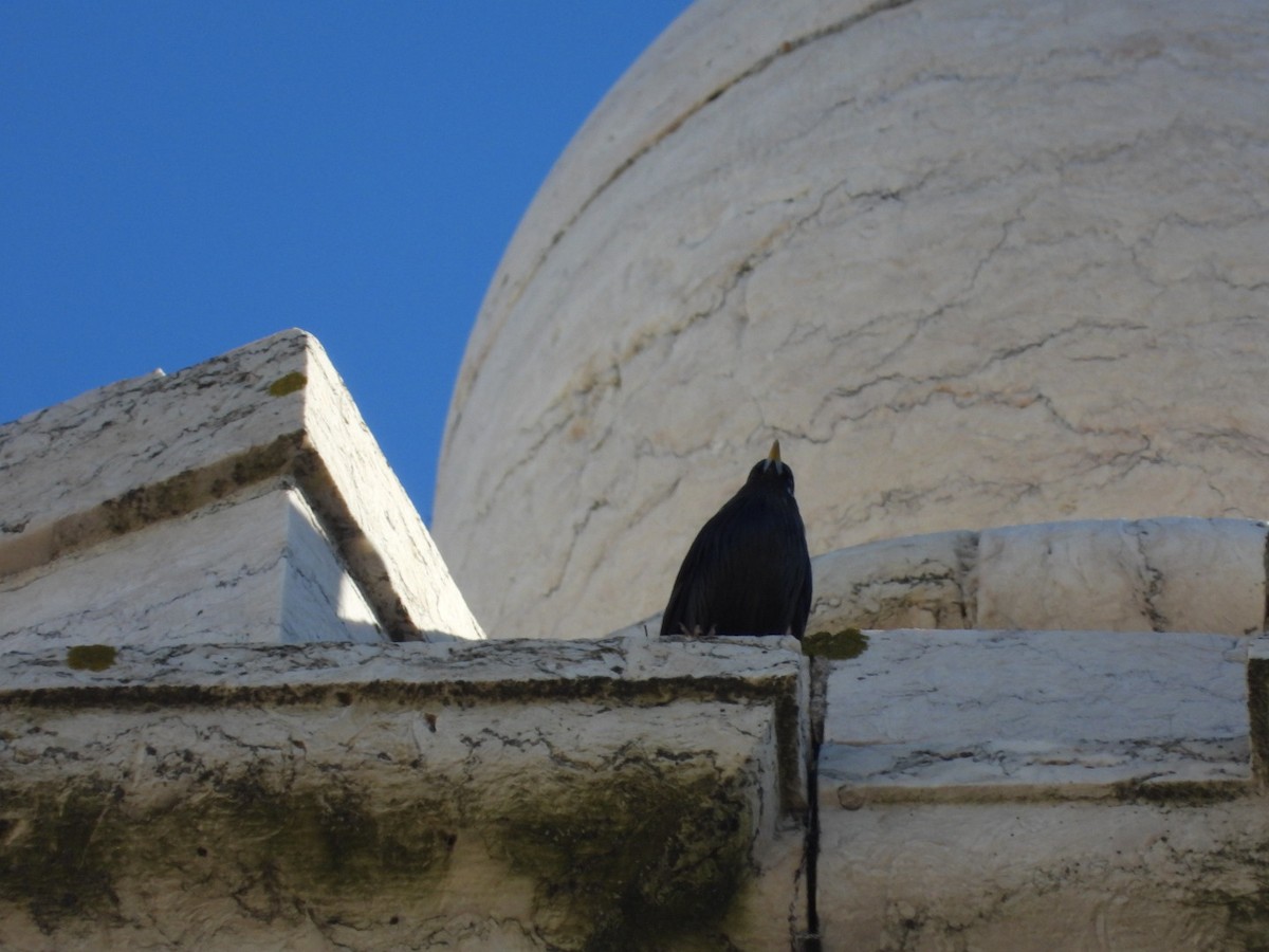 Étourneau unicolore - ML647188893