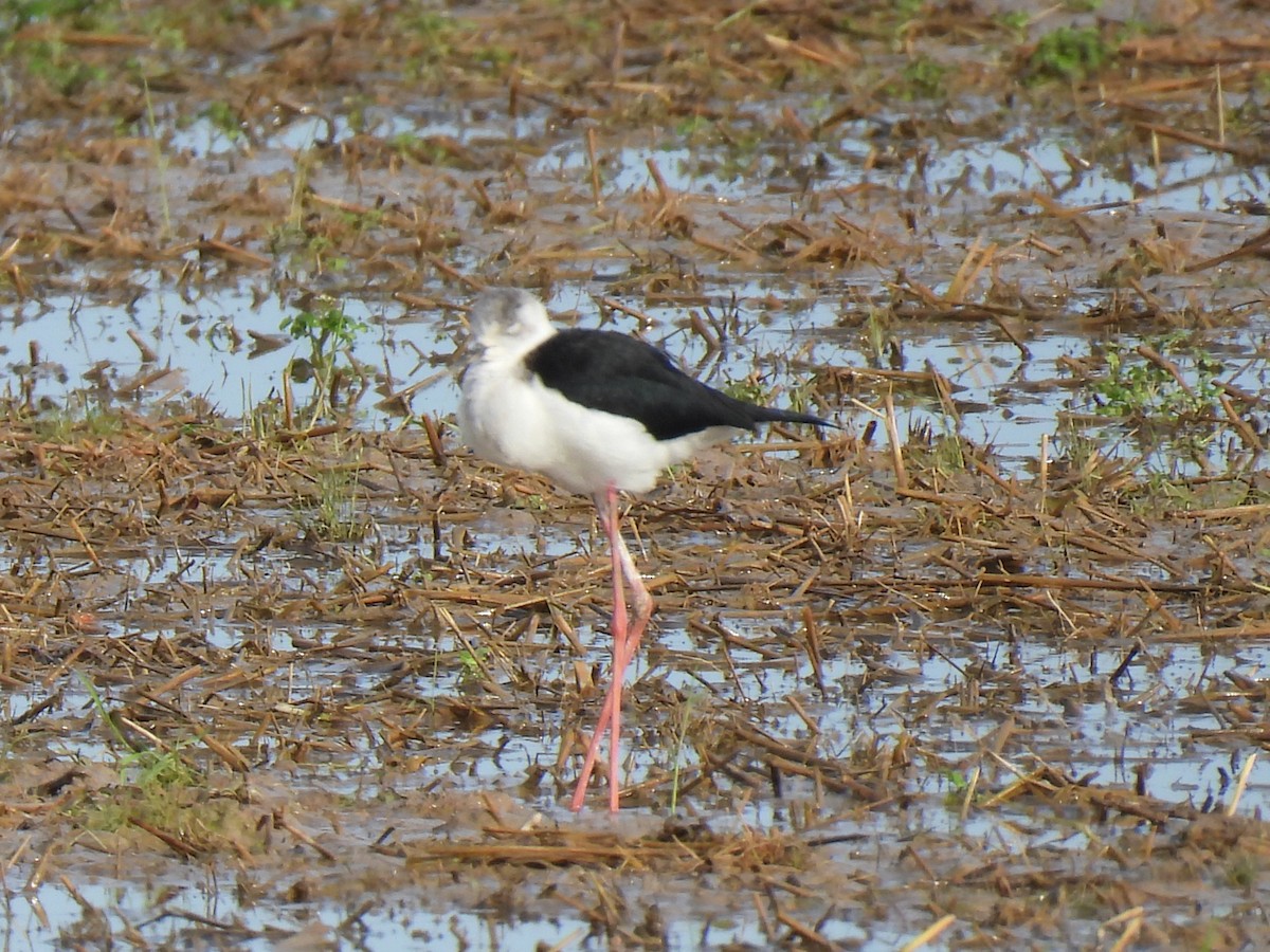 Black-winged Stilt - ML647188896