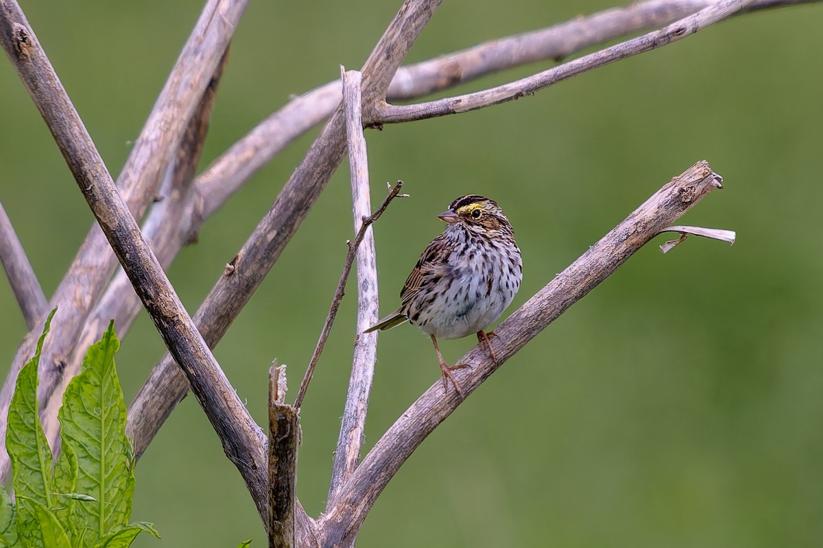 Savannah Sparrow - ML647188904