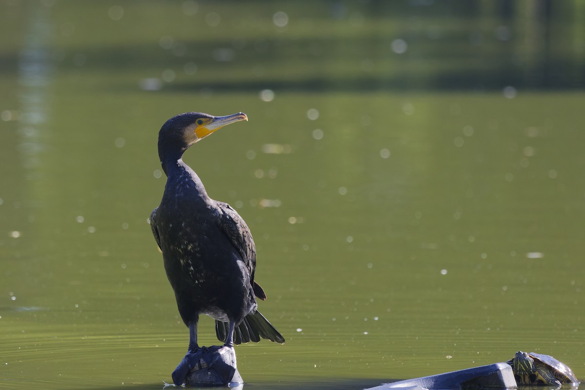 Great Cormorant - ML647188906