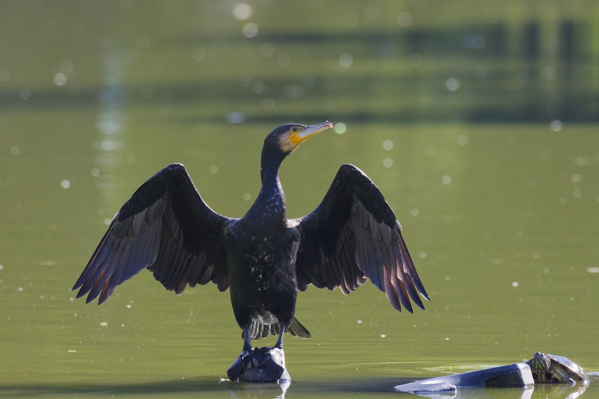 Great Cormorant - ML647188907
