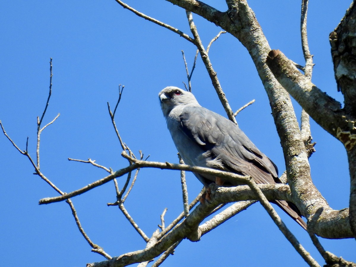 Plumbeous Kite - ML647188913