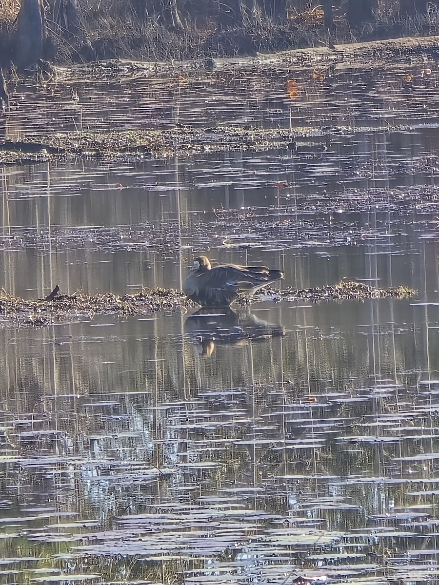 Манхин галуу - ML647188918