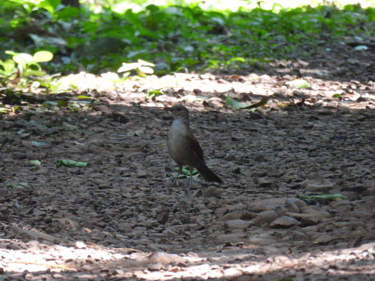 Pale-breasted Thrush - ML647188920