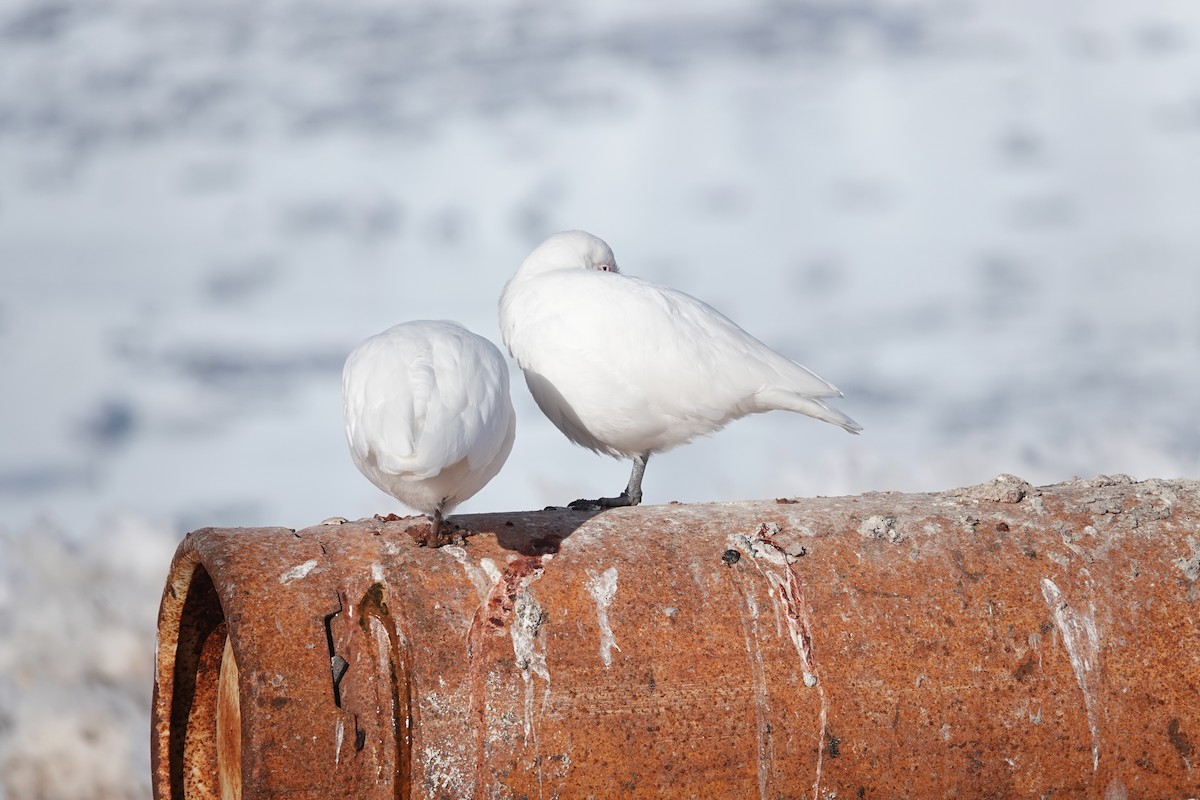Snowy Sheathbill - ML647188933