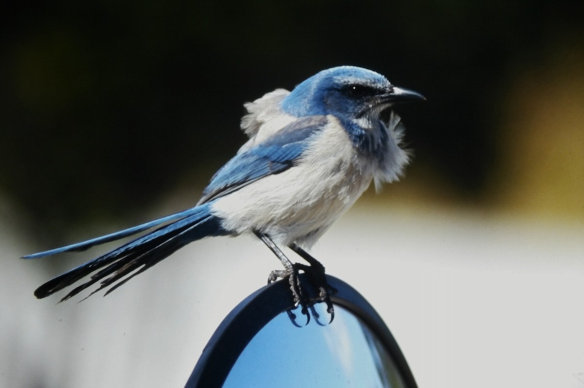 Geai à gorge blanche - ML647188939