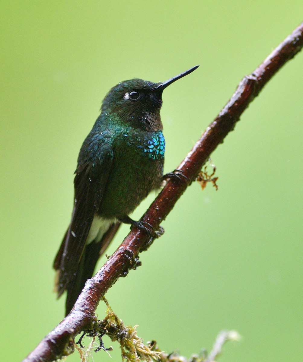 Tourmaline Sunangel - ML647188946