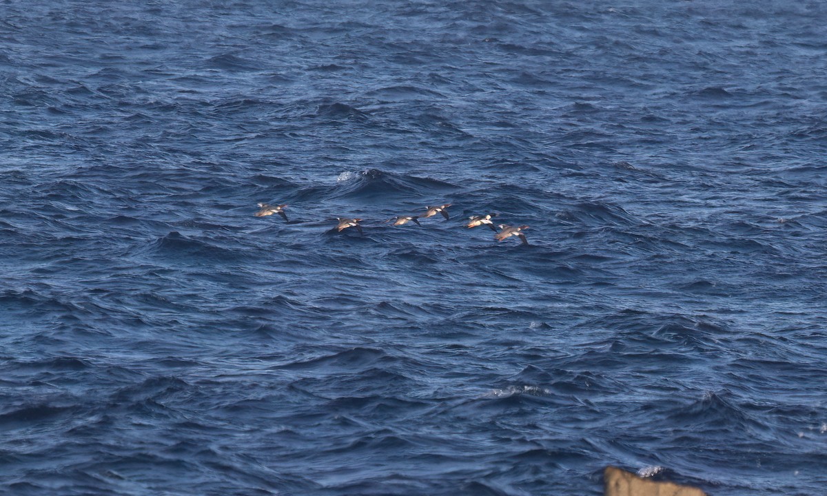 Red-breasted Merganser - ML647188947