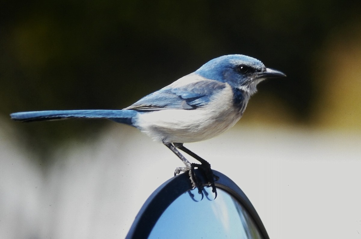 Geai à gorge blanche - ML647188948