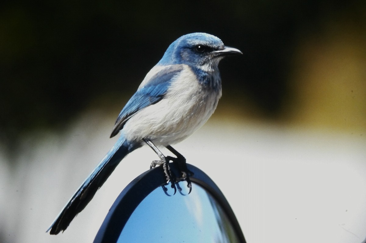 Geai à gorge blanche - ML647188949