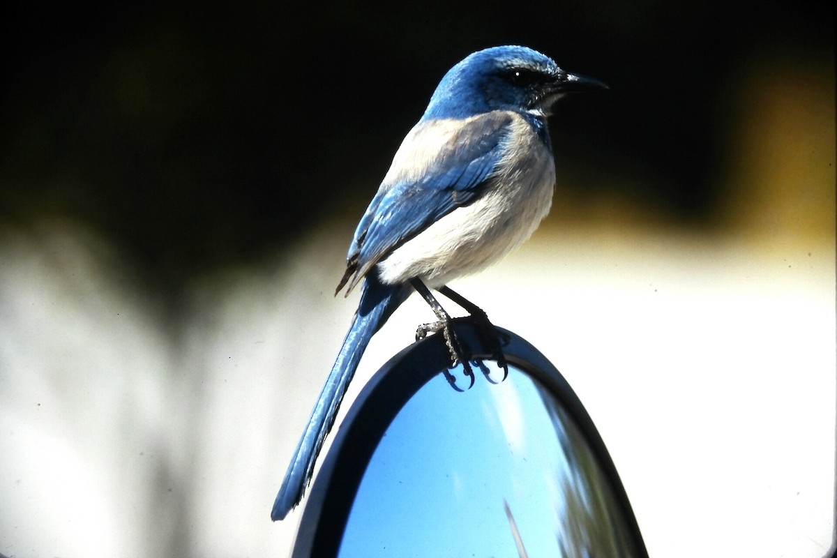 Geai à gorge blanche - ML647188950