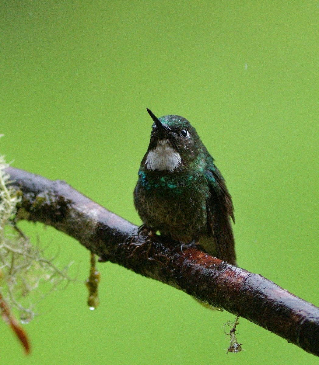 Tourmaline Sunangel - ML647188952