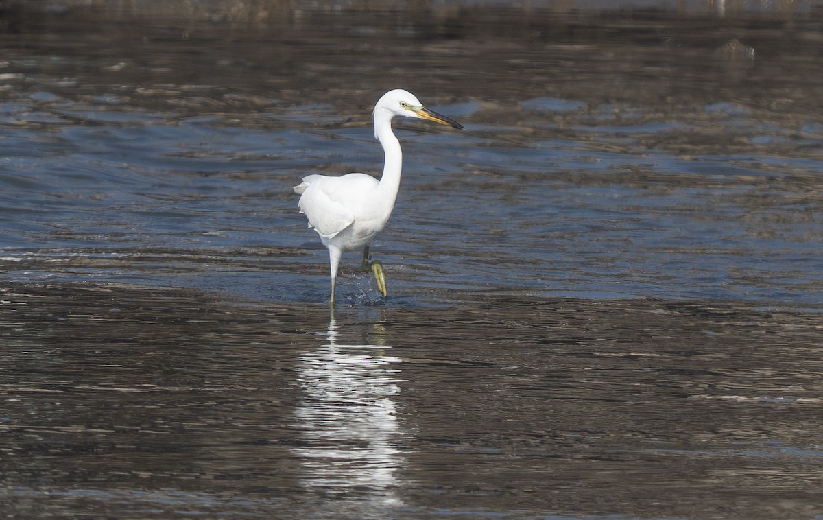 カラシラサギ - ML647188955