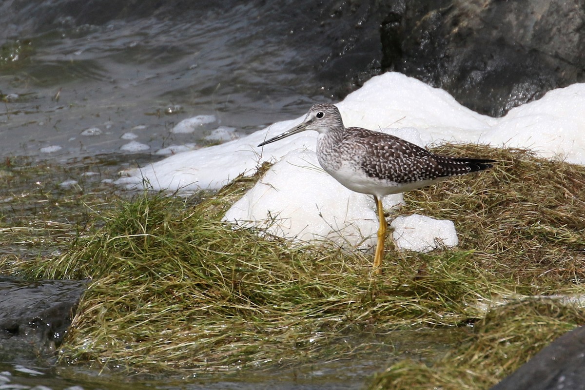 Greater Yellowlegs - ML647188960