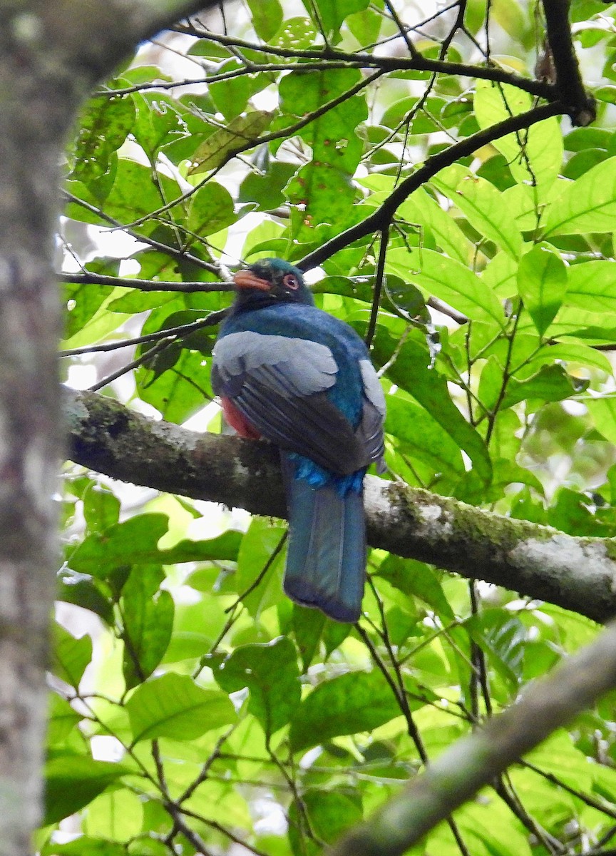 Slaty-tailed Trogon - ML647188961