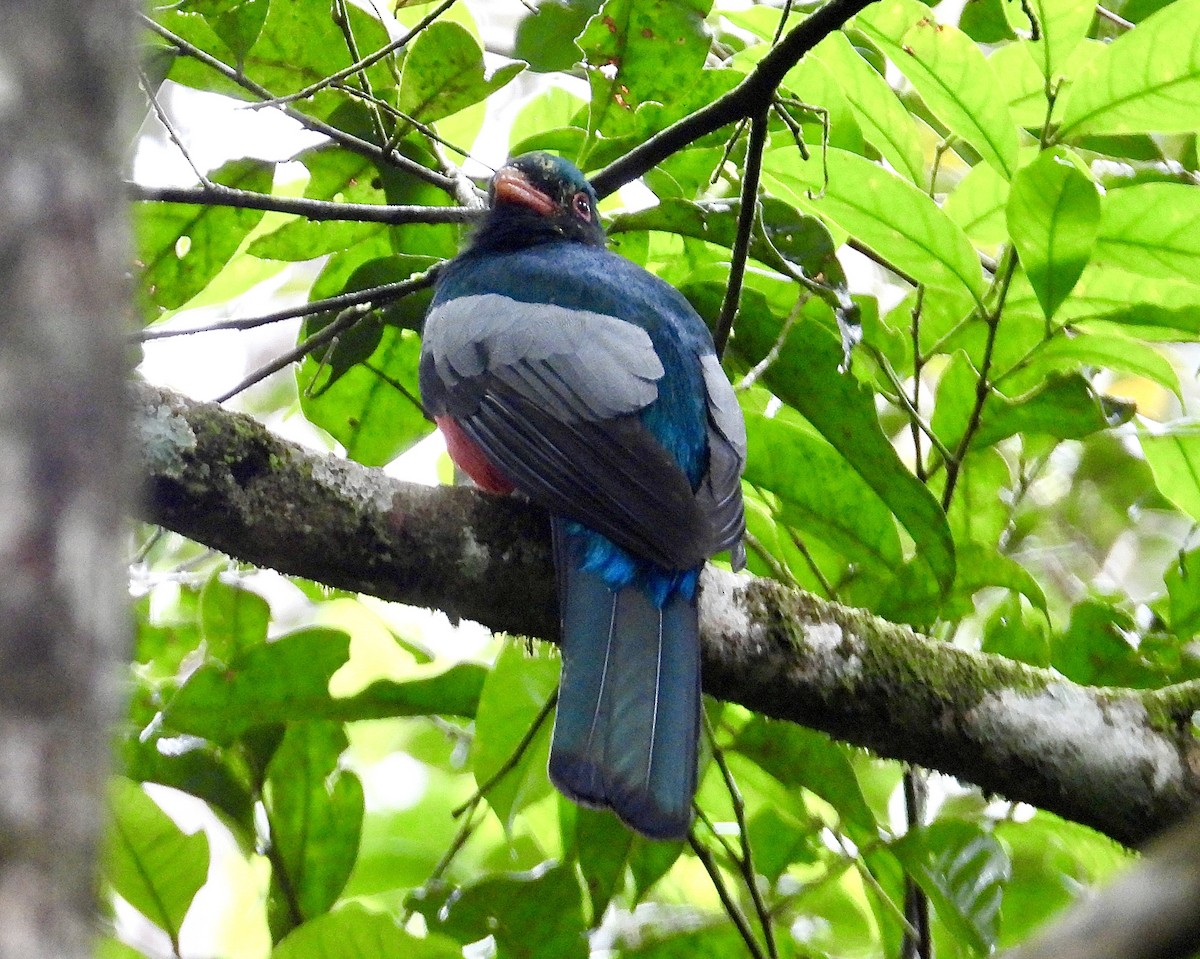 Slaty-tailed Trogon - ML647188962