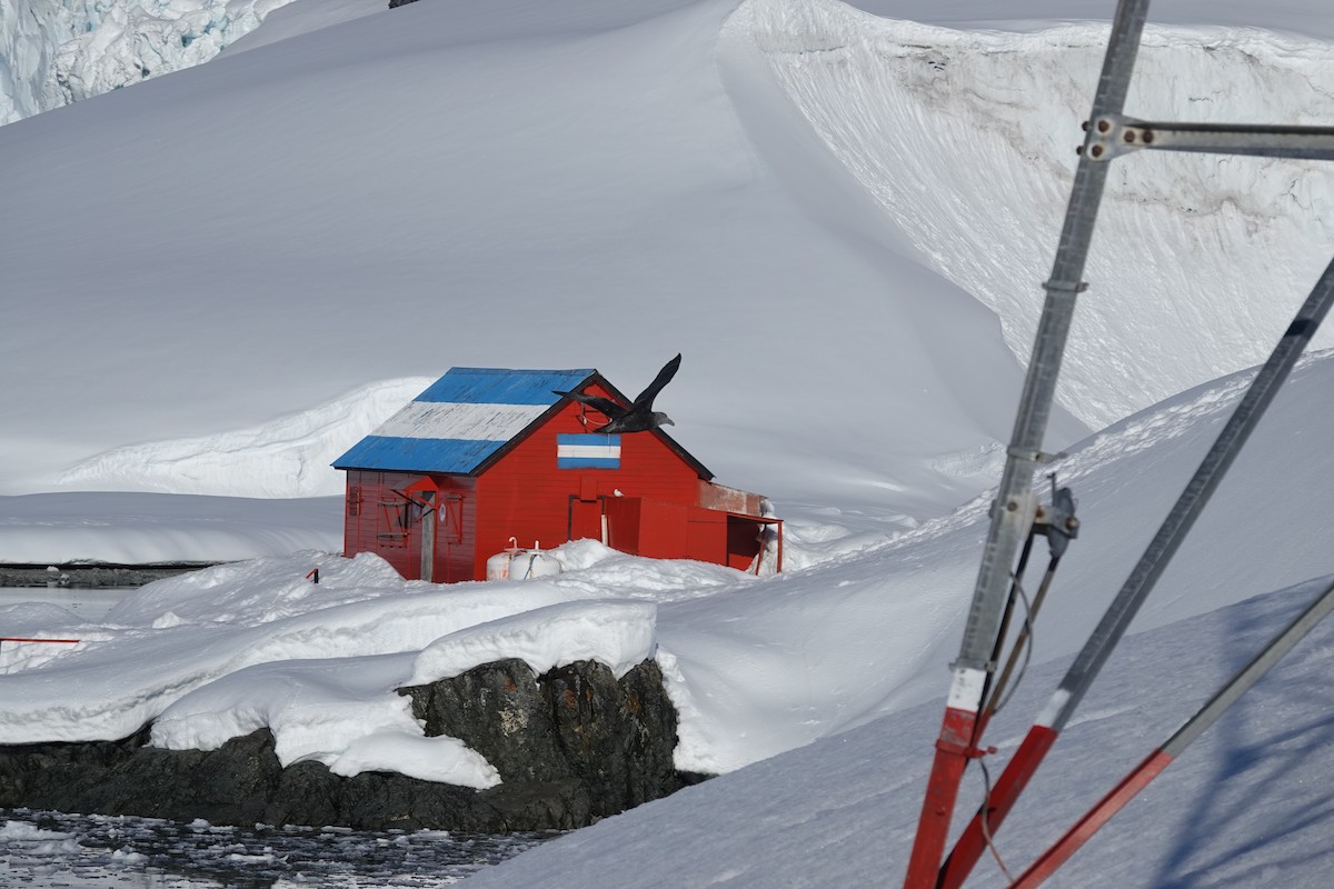 Southern Giant-Petrel - ML647188964