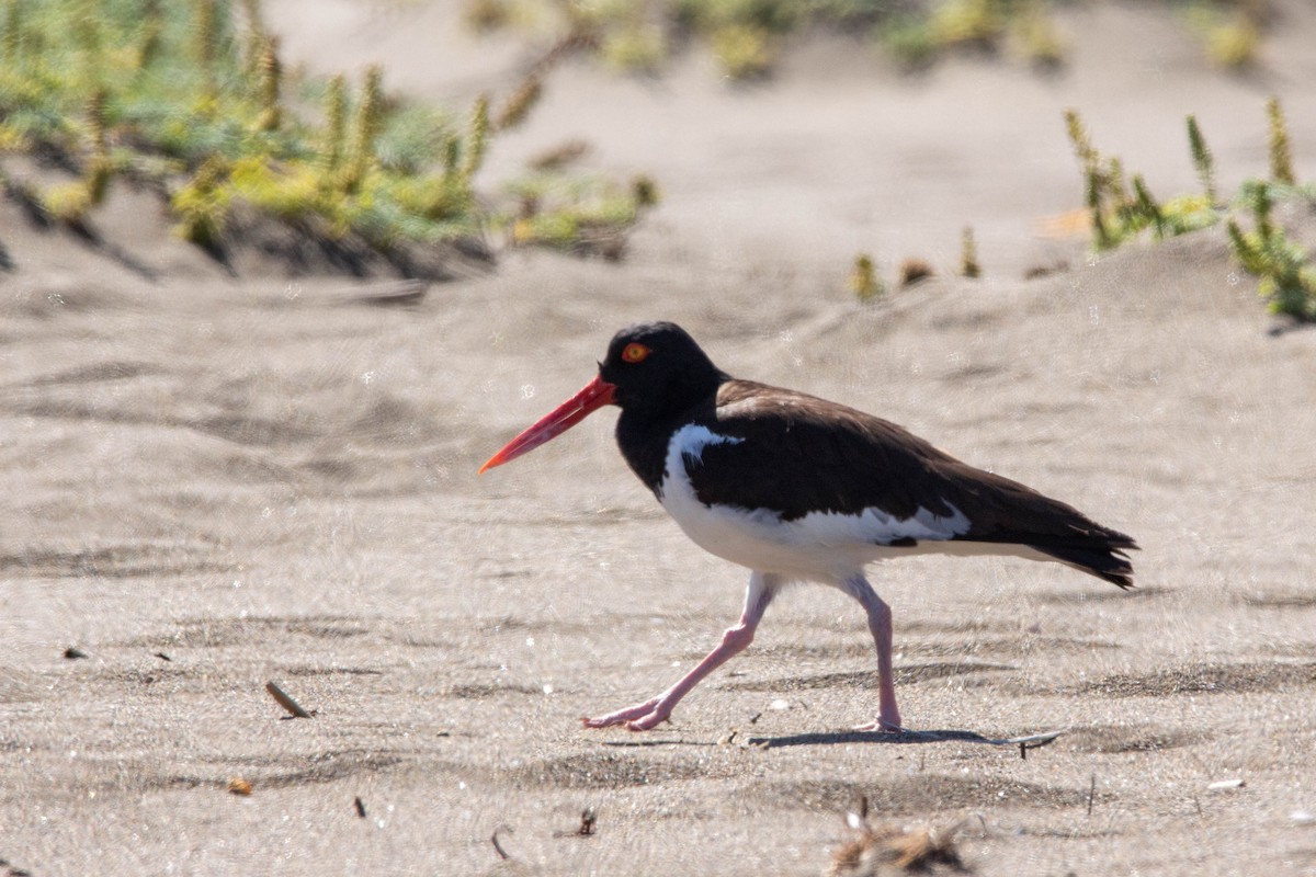 American Oystercatcher - ML647188980