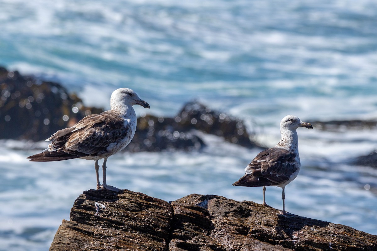 чайка sp. - ML647188988