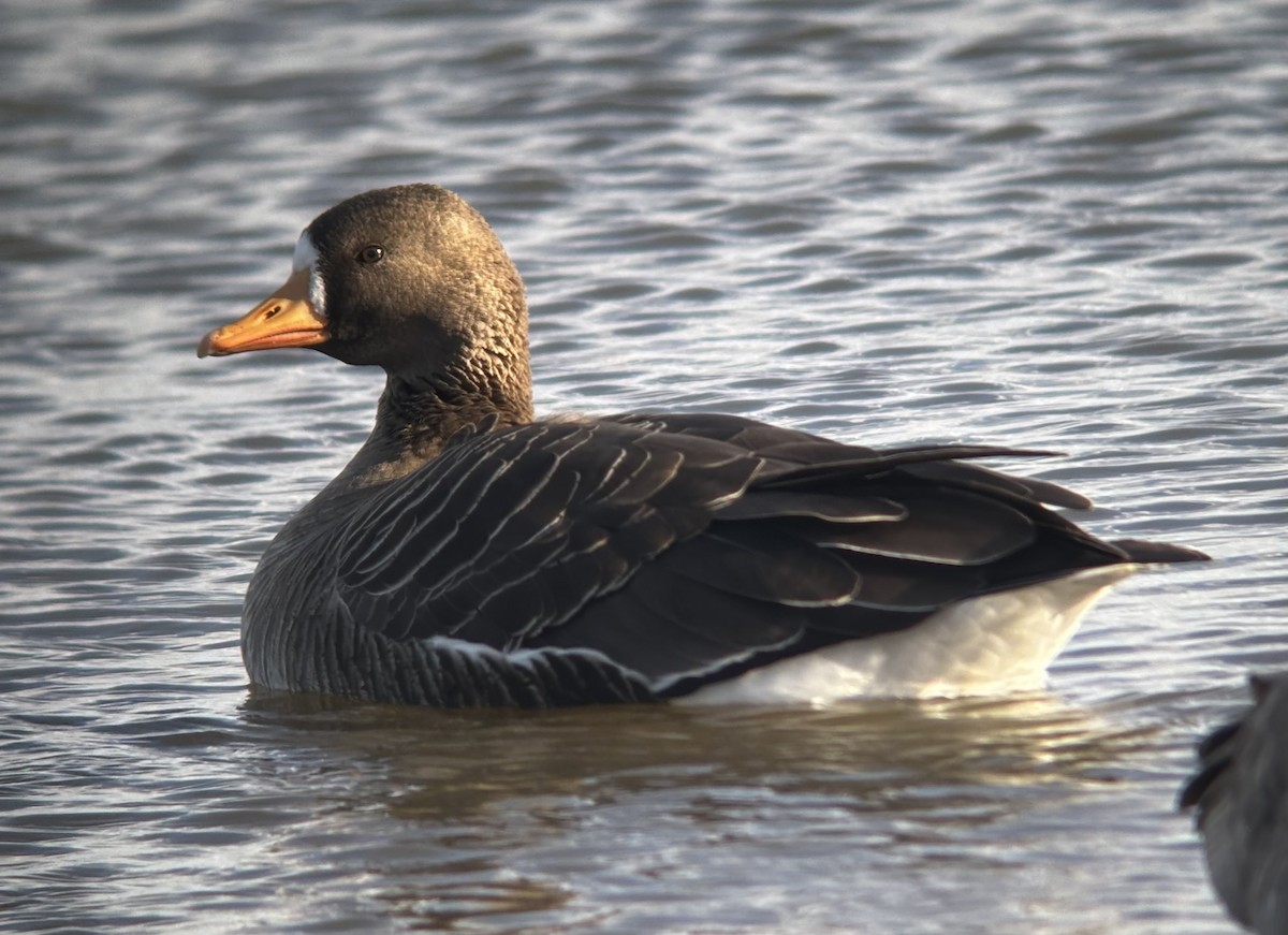 Манхин галуу - ML647189012