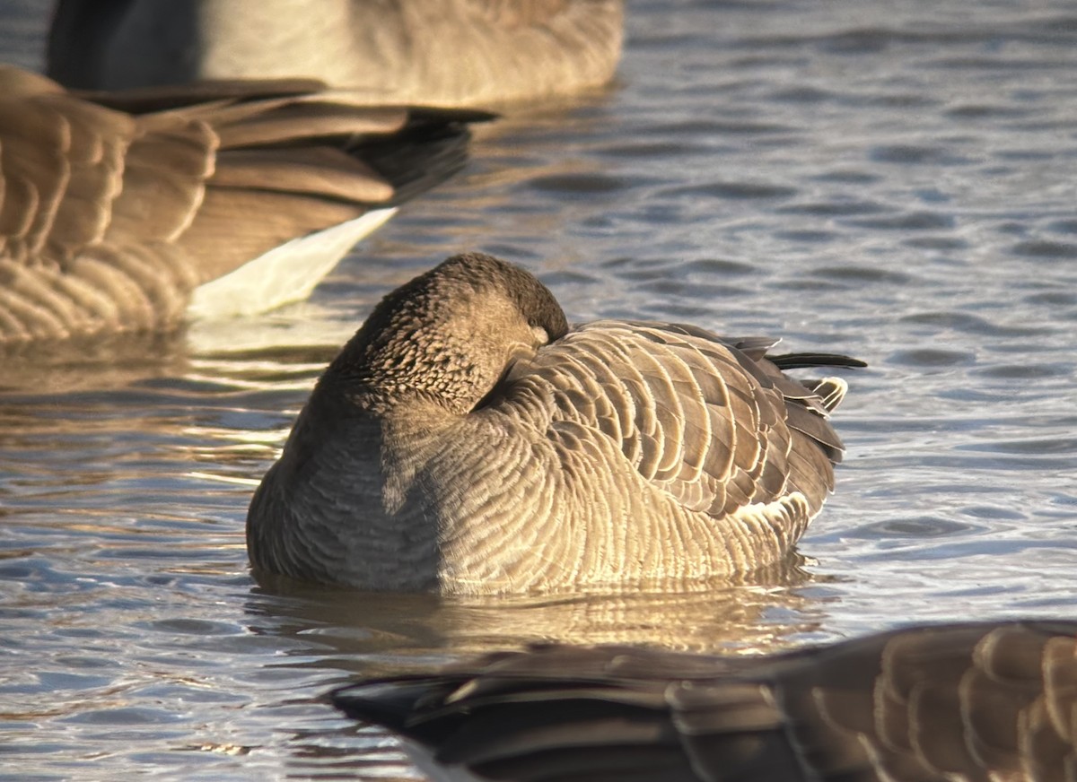 Манхин галуу - ML647189013