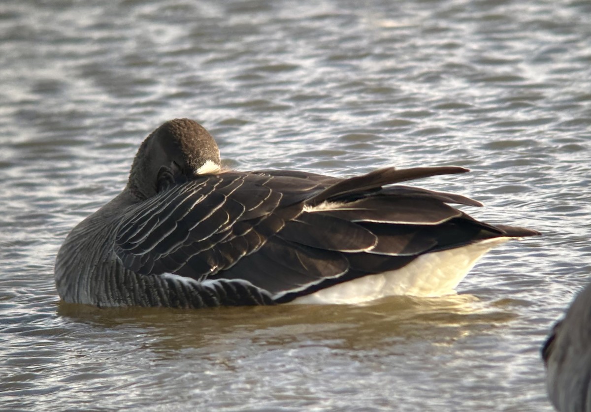 Манхин галуу - ML647189014