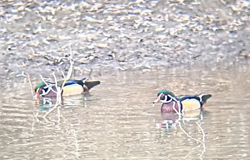 kachnička karolínská - ML647189015