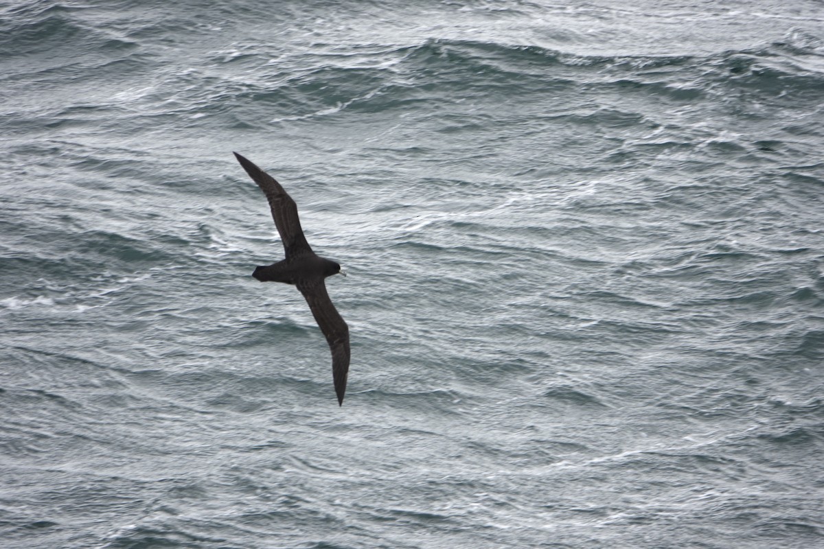 Beyaz Gıdılı Yelkovan - ML647189016