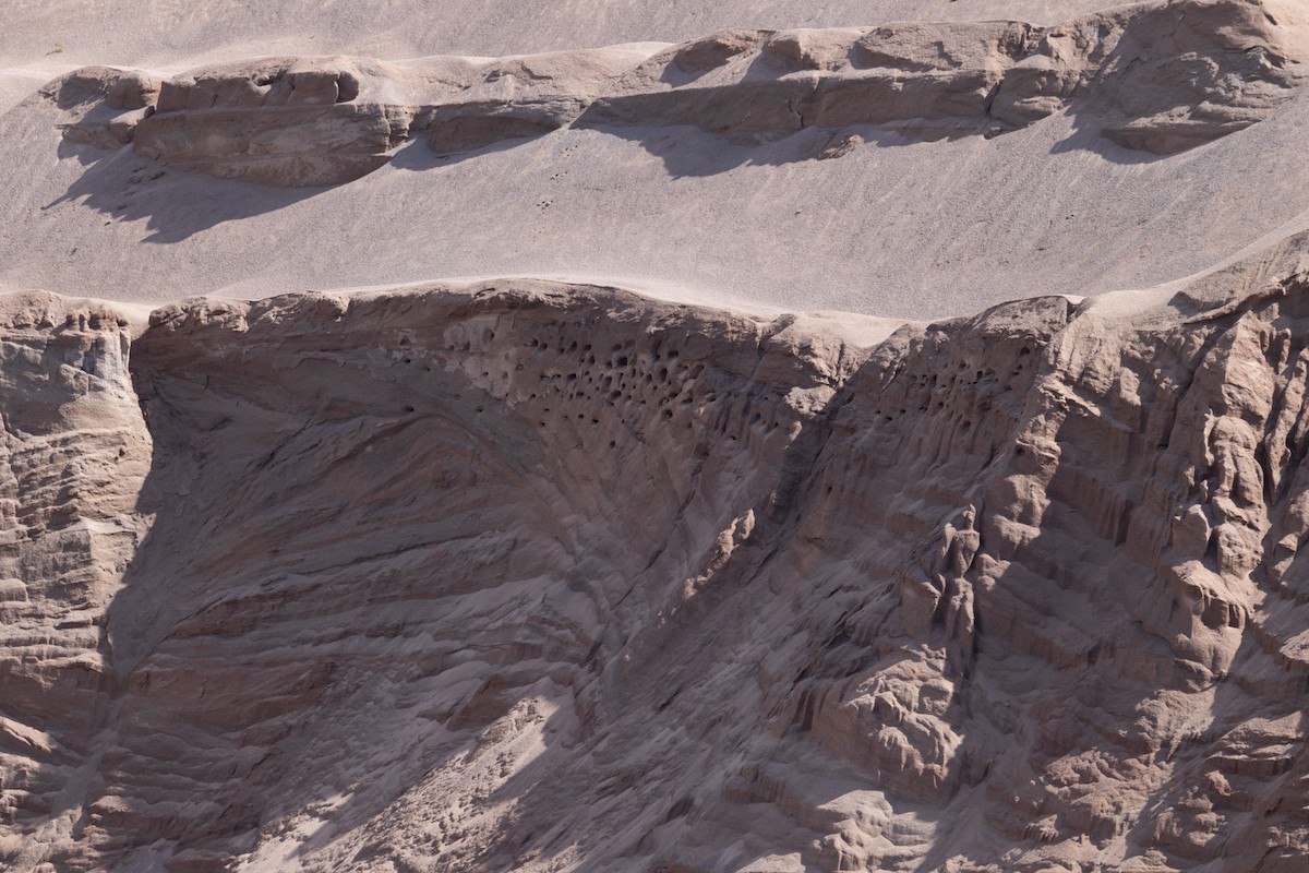 Uhalde-enara arrunta - ML647189023