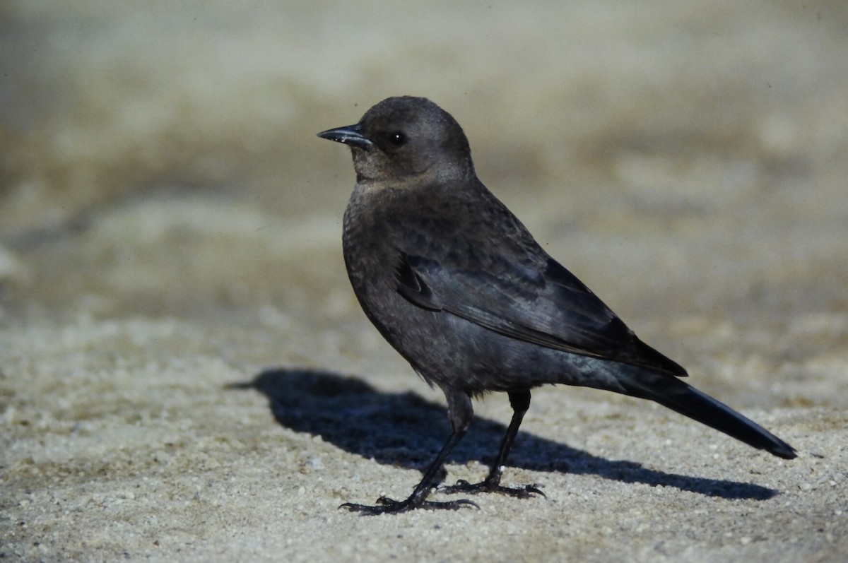 Brewer Karatavuğu - ML647189028