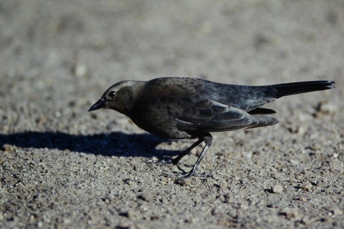 Brewer Karatavuğu - ML647189029