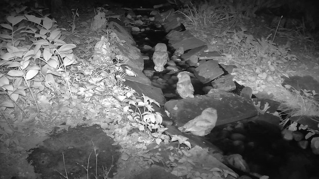 Eastern Screech-Owl - ML647189031