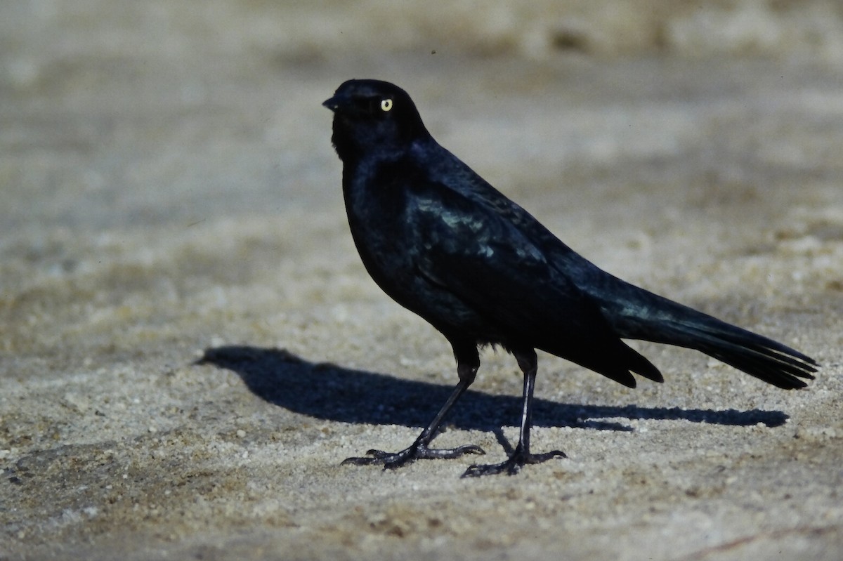 Brewer Karatavuğu - ML647189034