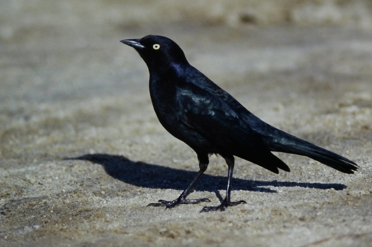 Brewer Karatavuğu - ML647189035