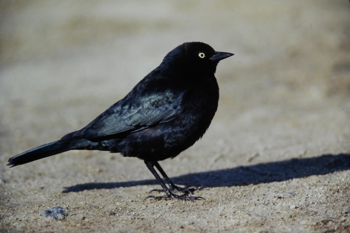 Brewer Karatavuğu - ML647189036